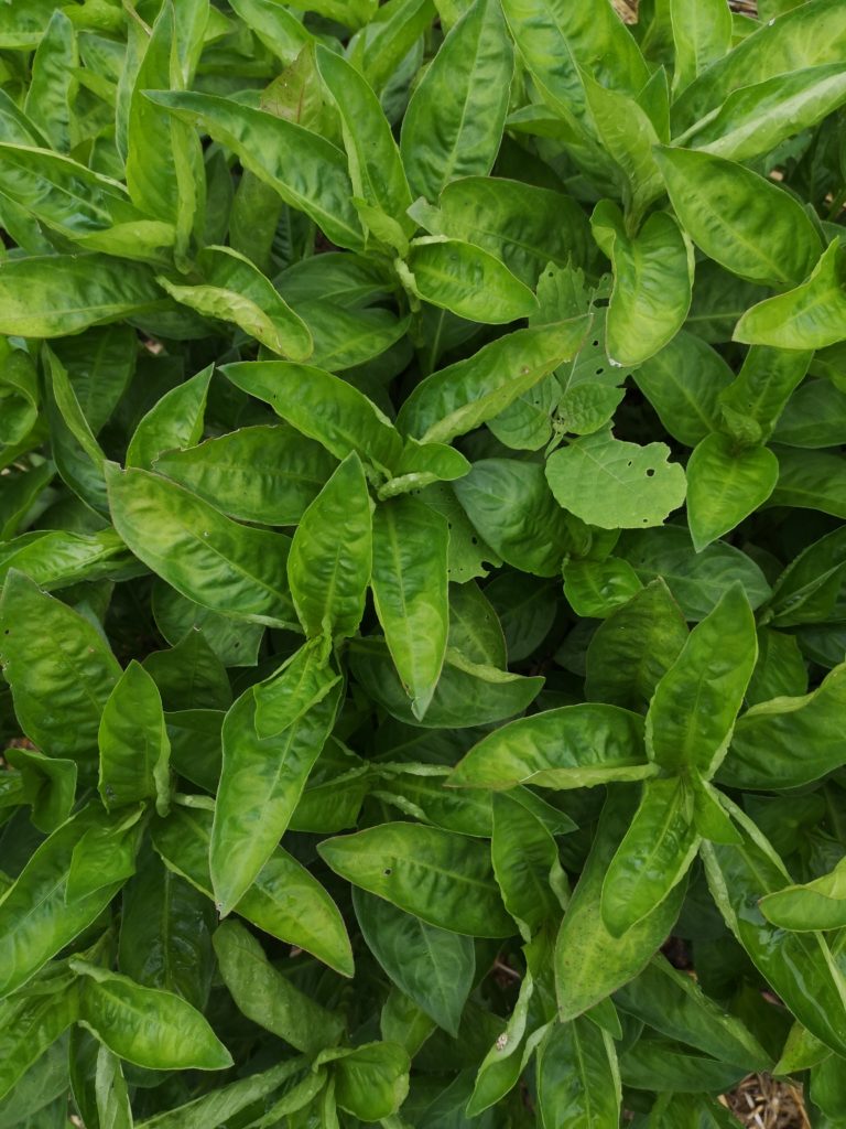 Pourquoi privilégier la teinture naturelle