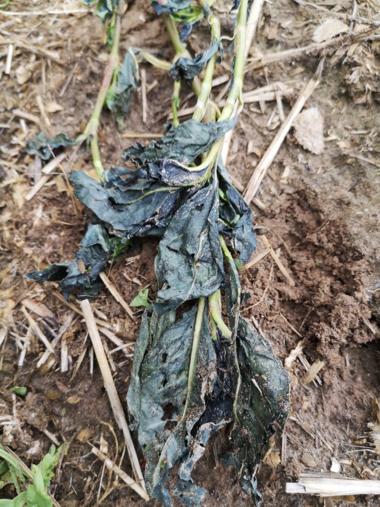 Pourquoi privilégier la teinture naturelle