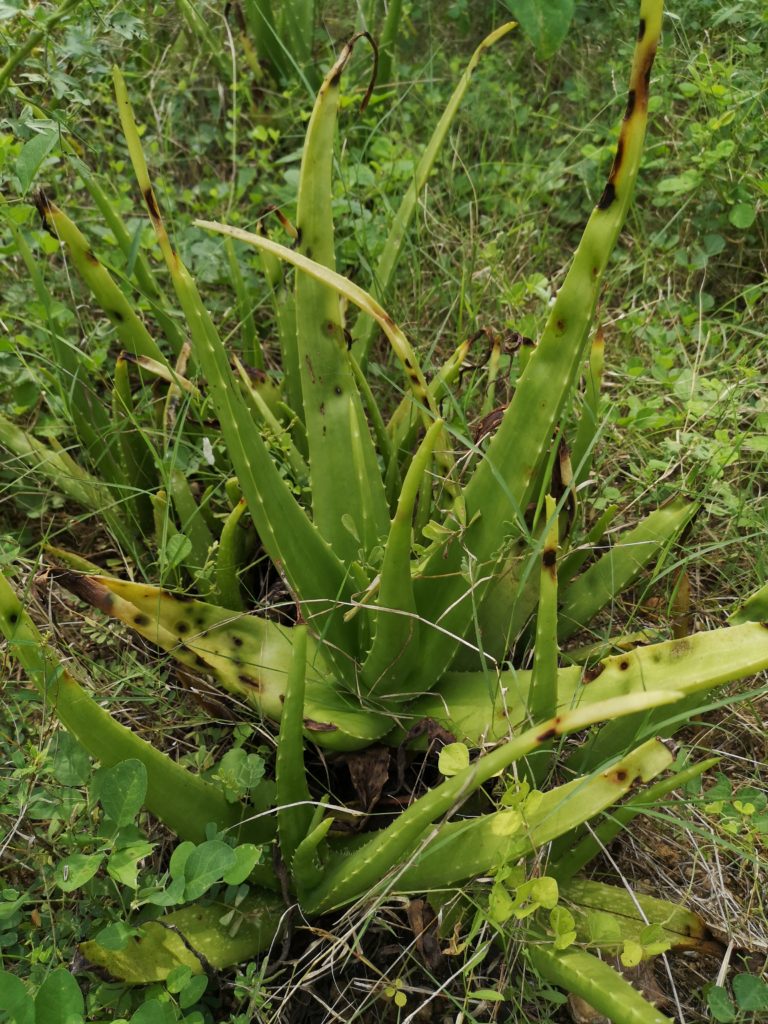 Aloe vera