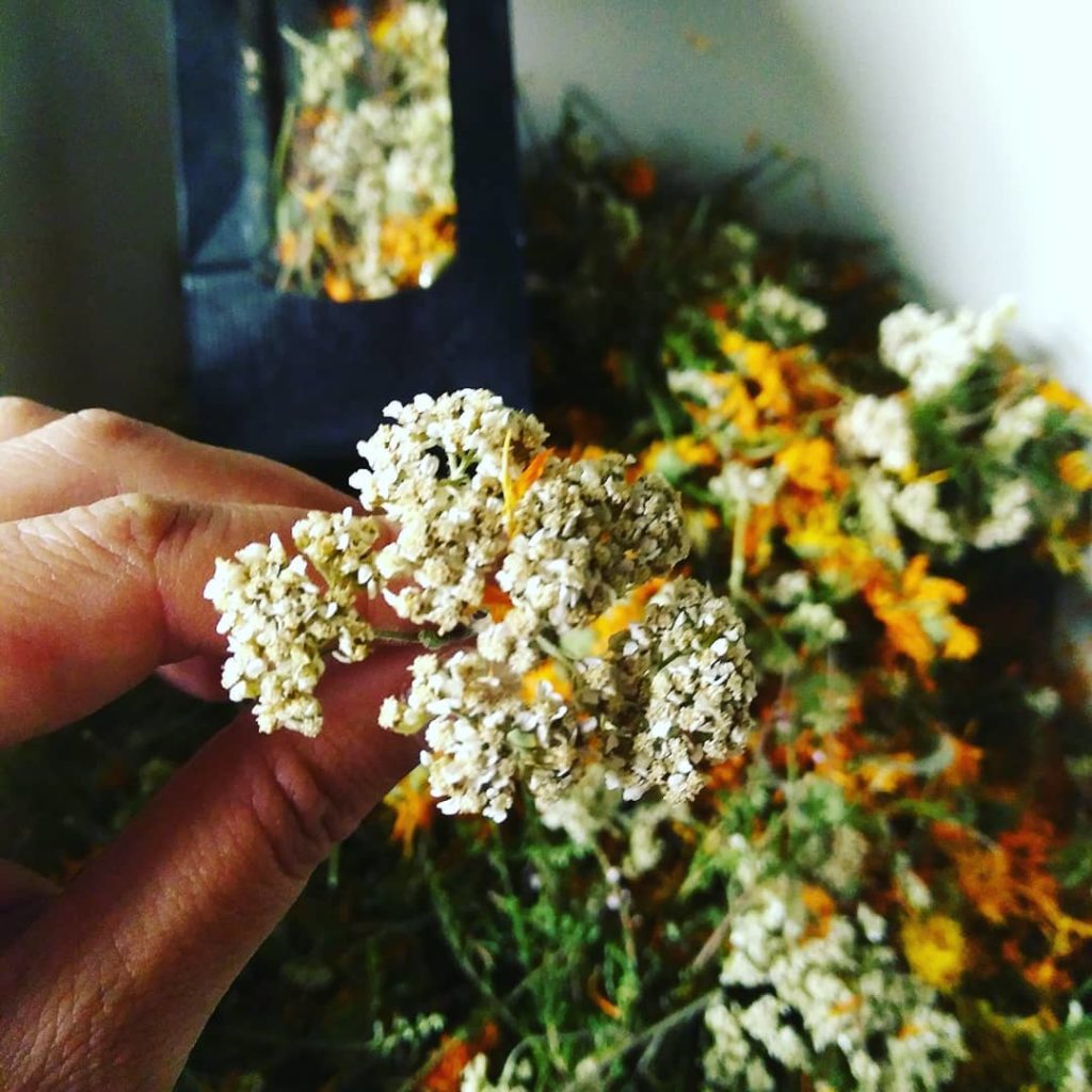 Rencontre avec une paysanne-herboriste