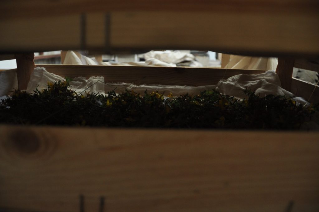 Rencontre avec une paysanne-herboriste