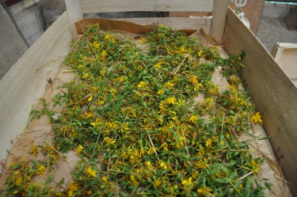 Rencontre avec une paysanne-herboriste