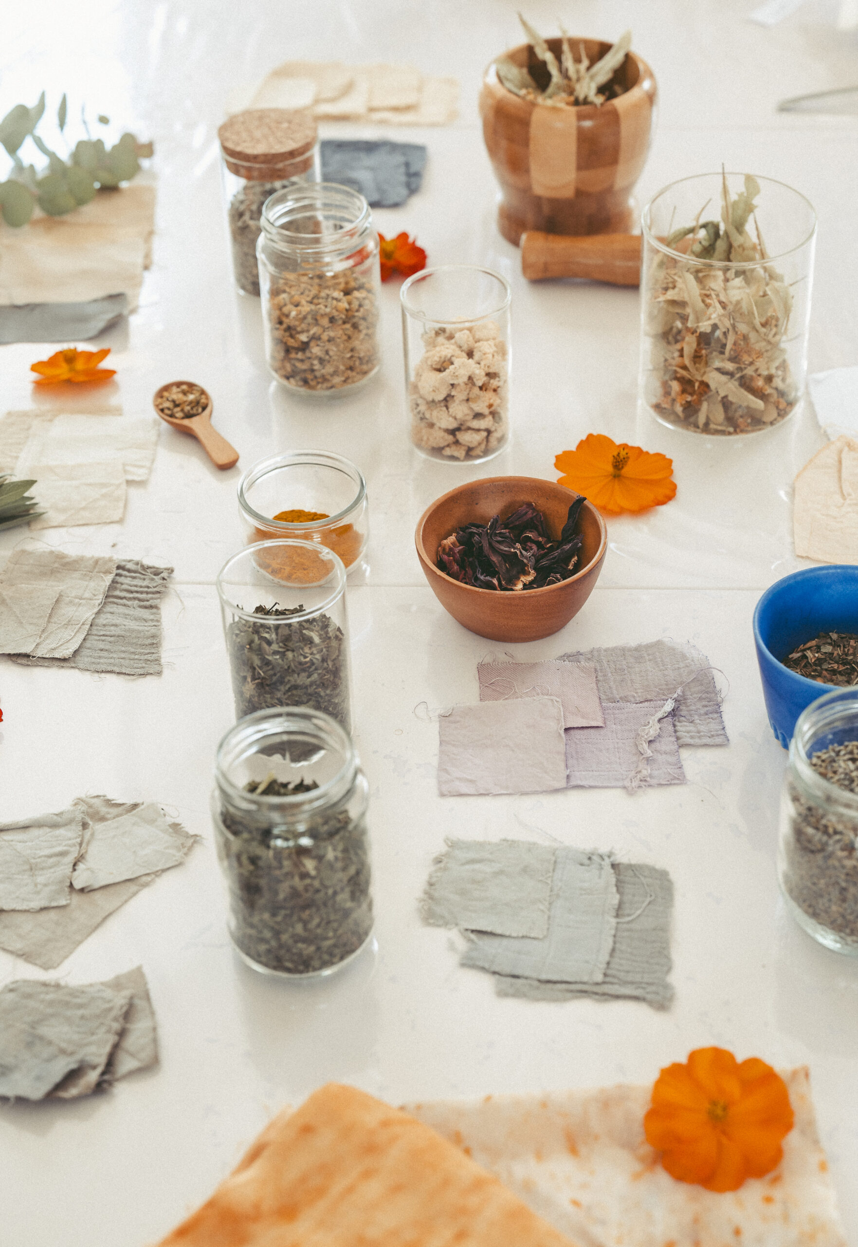 FLORIDA_LISA-67 Accueil de la botanique à la couleur