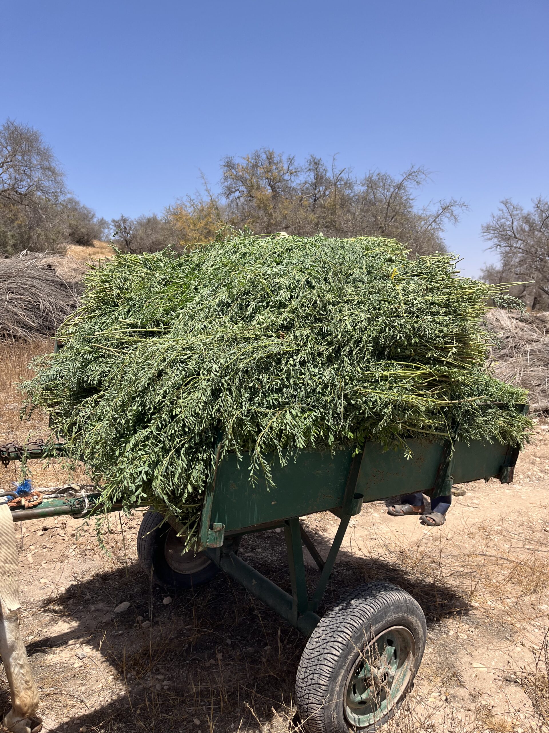 Fagots de feuilles d'indigofera