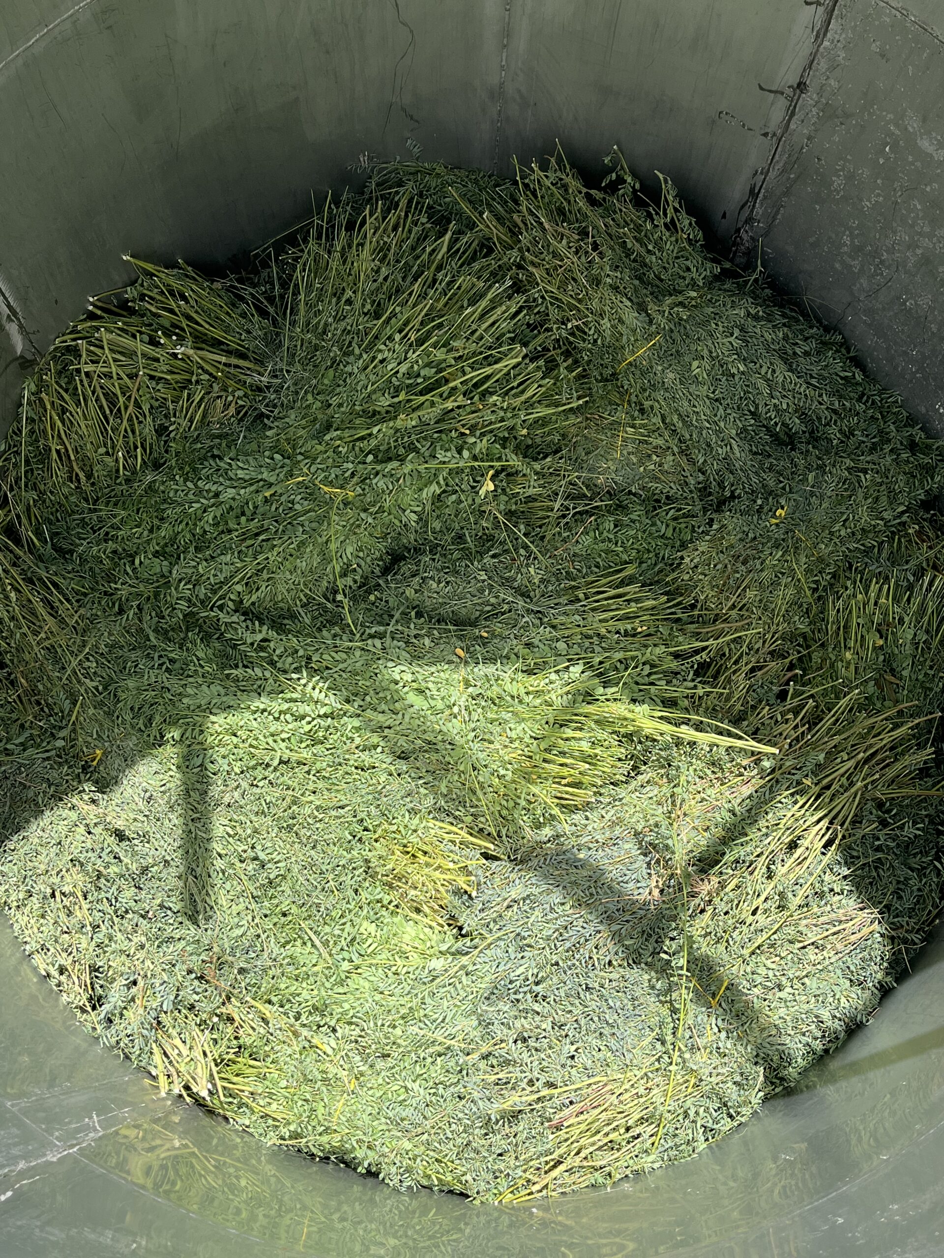 Extraction feuilles d'indigofera