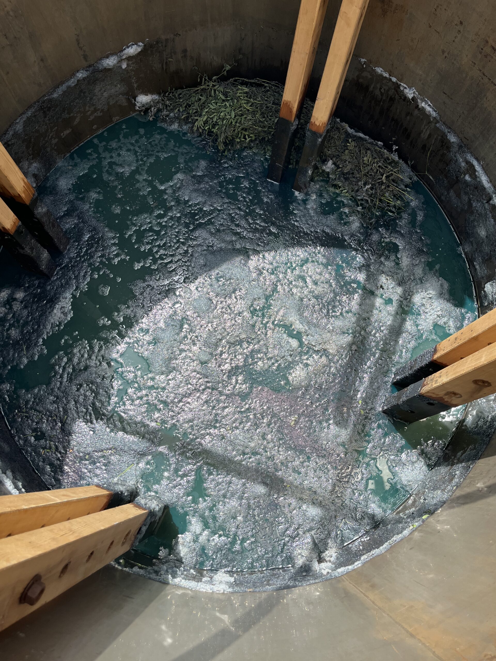 Fermentation feuilles d'indigofera